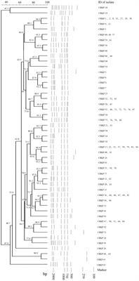 A comparative study of genotyping and antimicrobial resistance between carbapenem-resistant Klebsiella pneumoniae and Acinetobacter baumannii isolates at a tertiary pediatric hospital in China